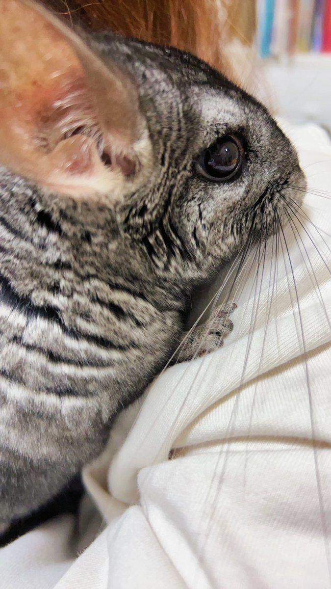 uutu0031's tweet photo. #ニート部配信中

チンチラちゃんです(  . .)" https://t.co/j2Tnz9vwXs