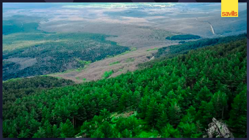 Savills lanza al mercado 2.685 hectáreas de bosque sostenible en Portugal y España a través de su área internacional dedicada al sector rural ➡️ savi.li/6011WaOVR

#FuturoRealEstate #SomosSavills