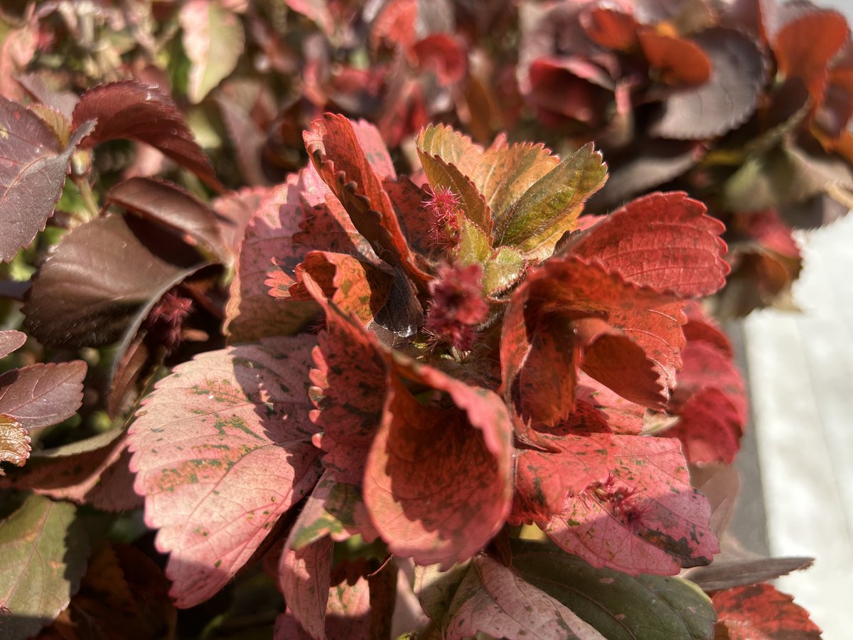 AnkitKV98's tweet image. ✍️
Leaves but not less than flowers
 copperleaf

#copperleaf
#flowers #leaf 
#photograph