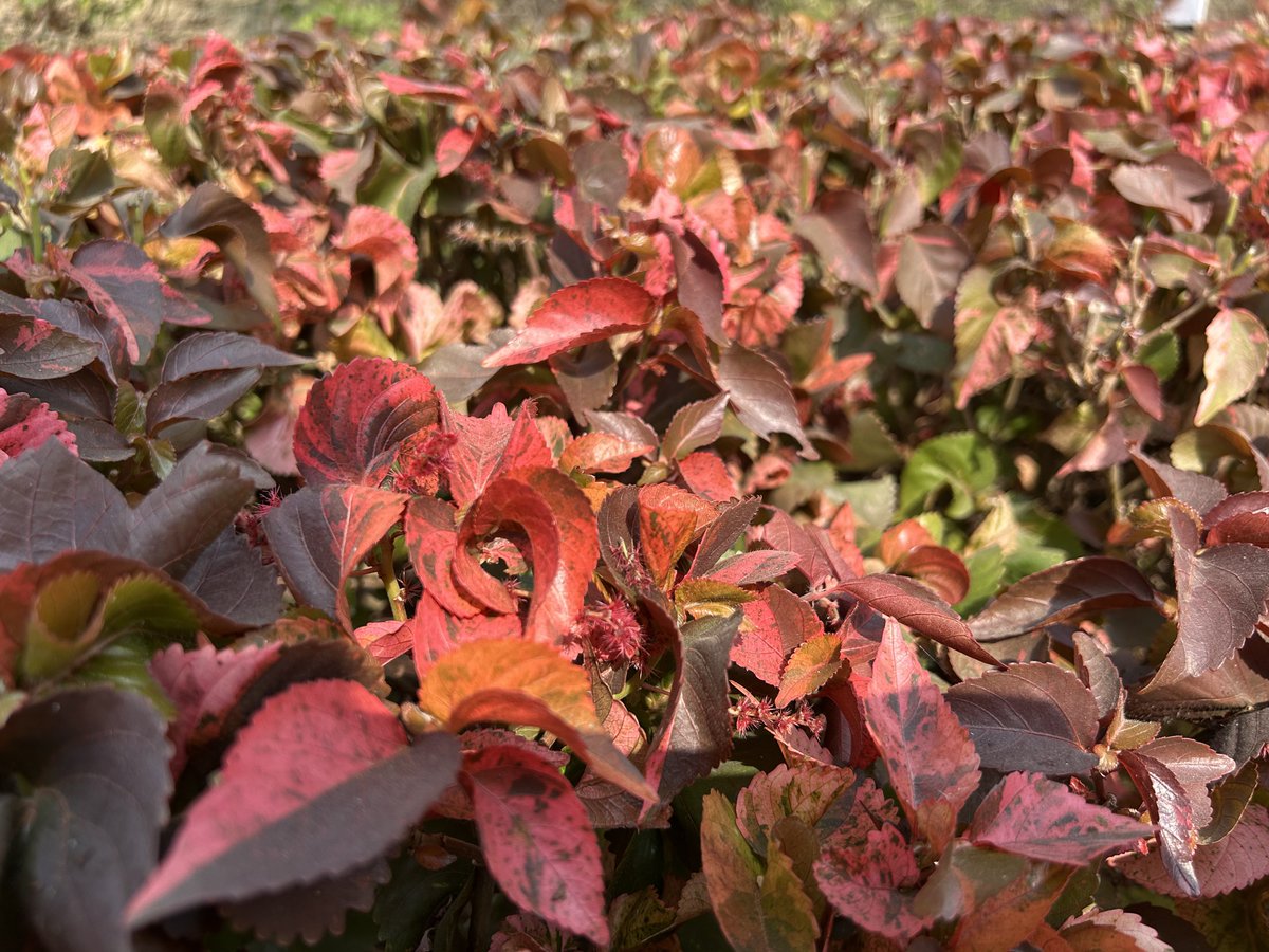 AnkitKV98's tweet image. ✍️
Leaves but not less than flowers
 copperleaf

#copperleaf
#flowers #leaf 
#photograph