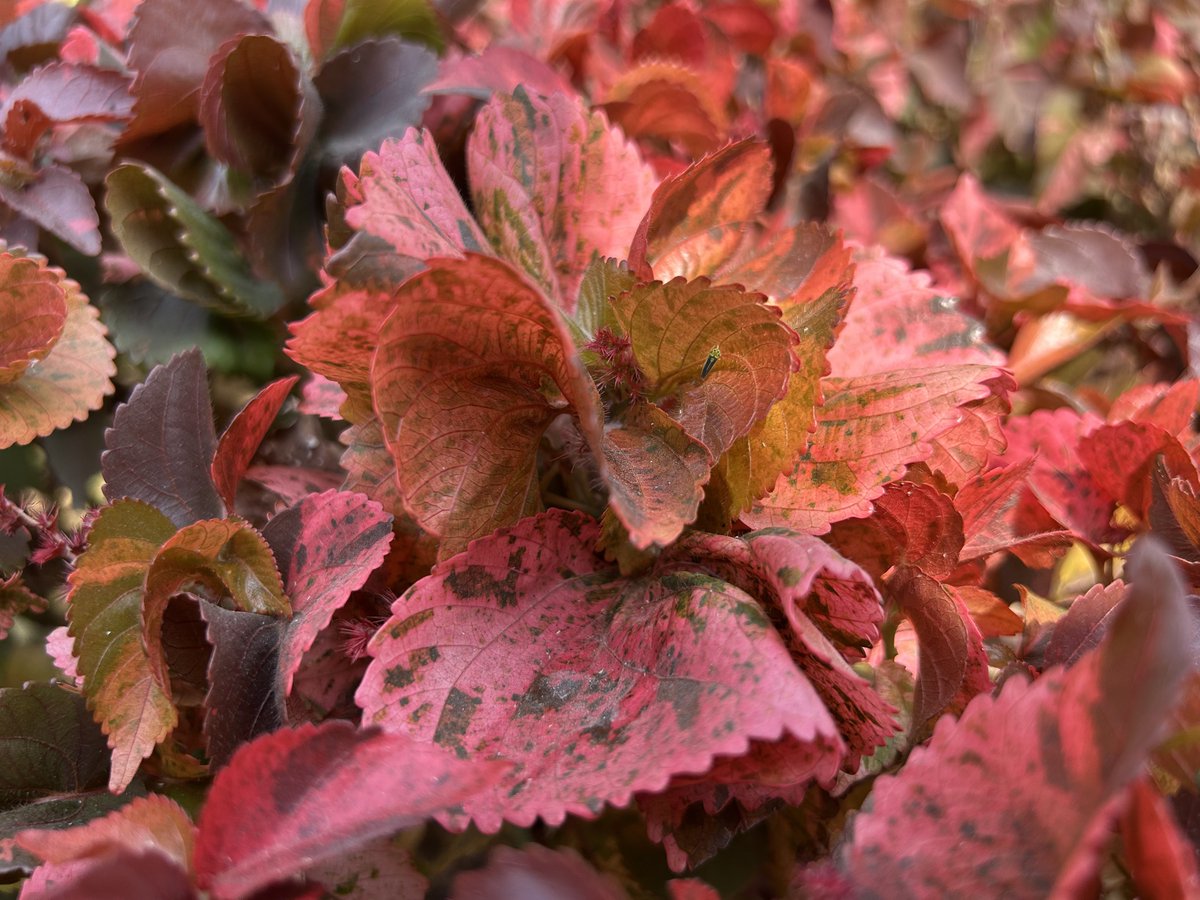 AnkitKV98's tweet image. ✍️
Leaves but not less than flowers
 copperleaf

#copperleaf
#flowers #leaf 
#photograph