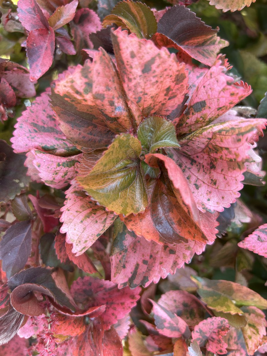 AnkitKV98's tweet image. ✍️
Leaves but not less than flowers
 copperleaf

#copperleaf
#flowers #leaf 
#photograph