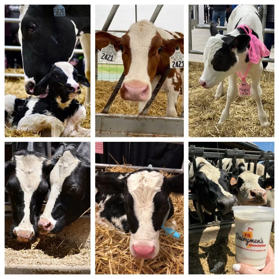padairymens's tweet photo. Just 6️⃣ more weeks until we see these adorable faces at the 2025 PA Farm Show! Can't wait! 🐮
Fri, Jan 3rd - Food Court opens at 12:00 Noon with FREE PARKING
Sat, Jan 4th - Sat, Jan 11th the full PA Farm Show is in full swing.
#PAFS2025 #EveryShakeSupportsACause https://t.co/fKLYzUJsjF