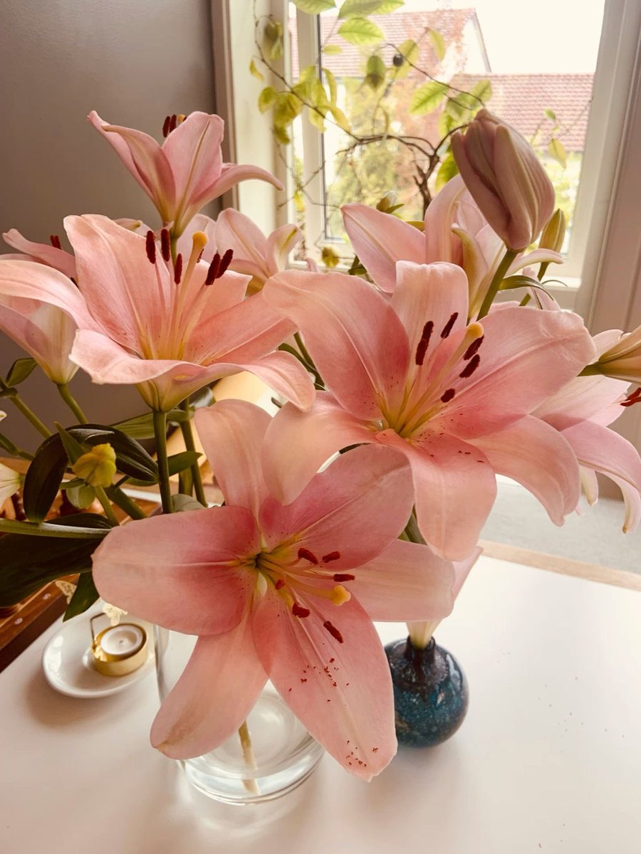 prtygal777's tweet photo. Lilies https://t.co/nnZttbN9u0