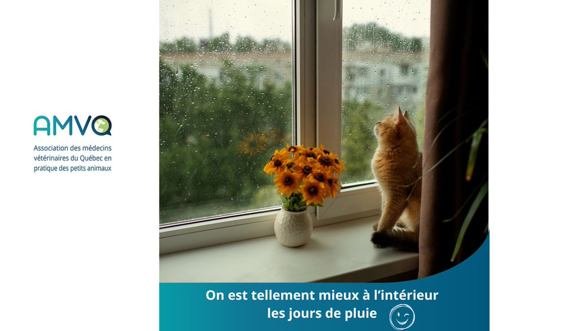 Bonne journée à tous, malgré  la pluie! #amvq #chat #chien