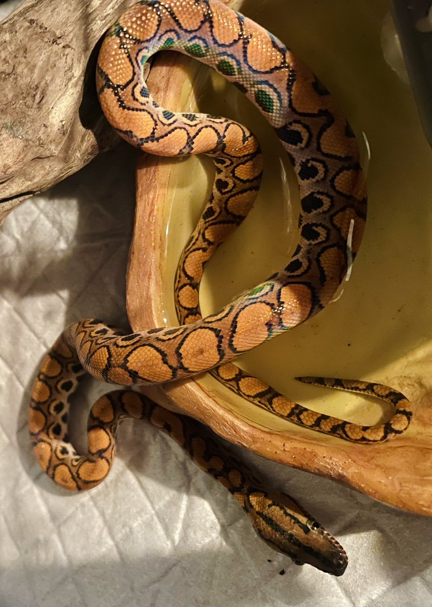 ブラニジちゃんが美しすぎてずっと見ていられる😍実物の方がより綺麗！

#ブラジルレインボーボア
#ニジボア