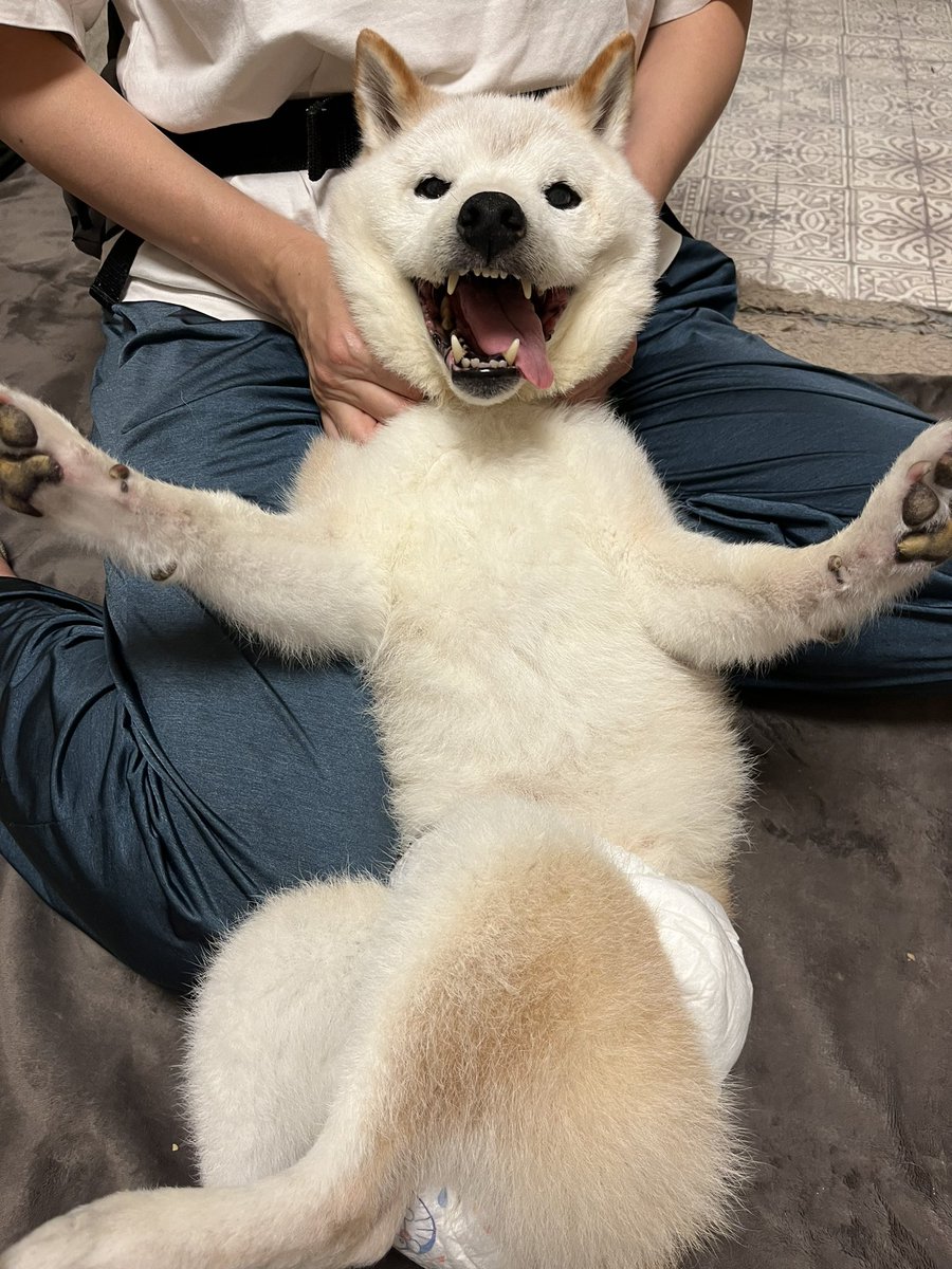 さちを (@higumayamacutie) / Posts / X