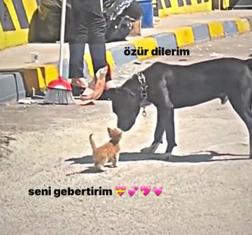 Turkish Memess (@memessturca) on Twitter photo 