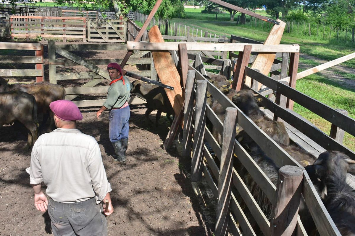 CRAprensa's tweet photo. 📍 3º Expo Búfalo del Chaco
Entre las actividades desarrolladas se realizaron demostraciones a corral, jura de admisión y clasificación de razas en un trabajo conjunto que busca potenciar la ganadería bubalina de la región.

#SomosCRA https://t.co/Hw6XbNiAfZ