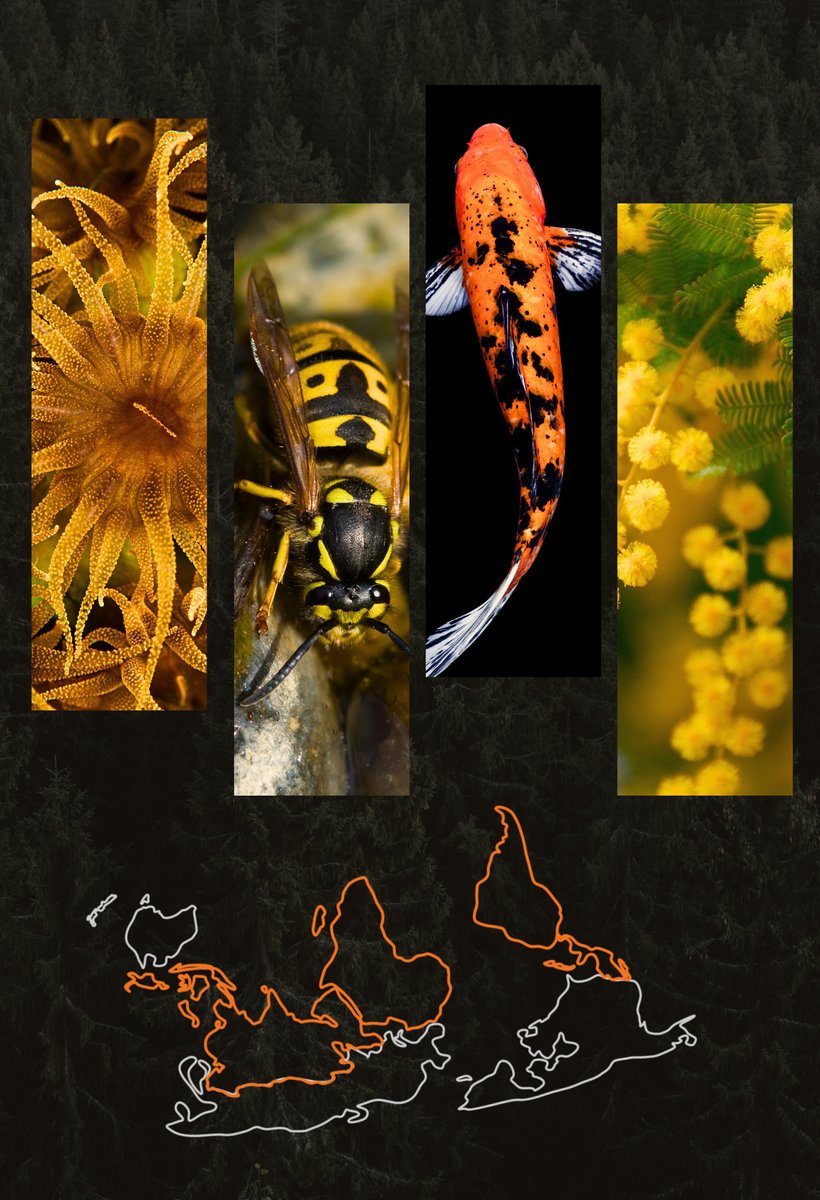 📢 New topical collection: "Developing lists of alien taxa in the Global South: workflows, protocols, processes, and experiences." 

Aiming to address significant gaps in the Global South. 

⏳ Submit outlines and abstracts by 17 January 2025.

🔗 Info: neobiota.pensoft.net/topical_collec…