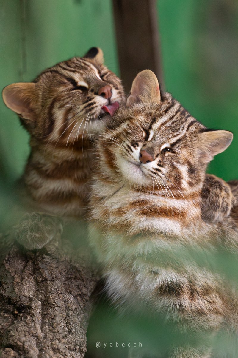 yabecch's tweet image. なかよし。
(2024.11.21)
#東山動植物園 
#ツシマヤマネコ 
#TsushimaLeopardCat 
#しゅうし と #あざも