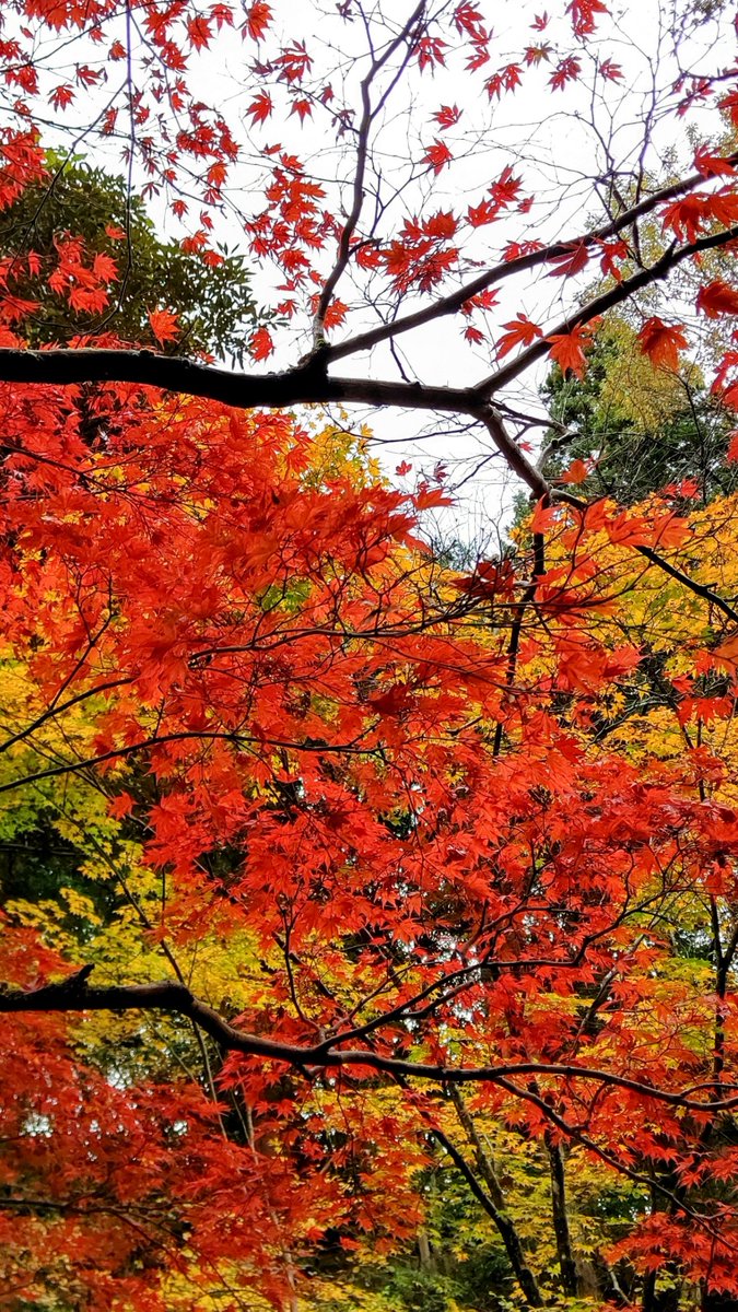 flatodekake's tweet photo. 赤坂山から松雲山荘へ(柏崎市)

赤坂山の駐車場から松雲山荘まで、紅葉を眺めな���ら緩い坂道を歩きます。
良い運動になります。 https://t.co/S2ddsGSHIv