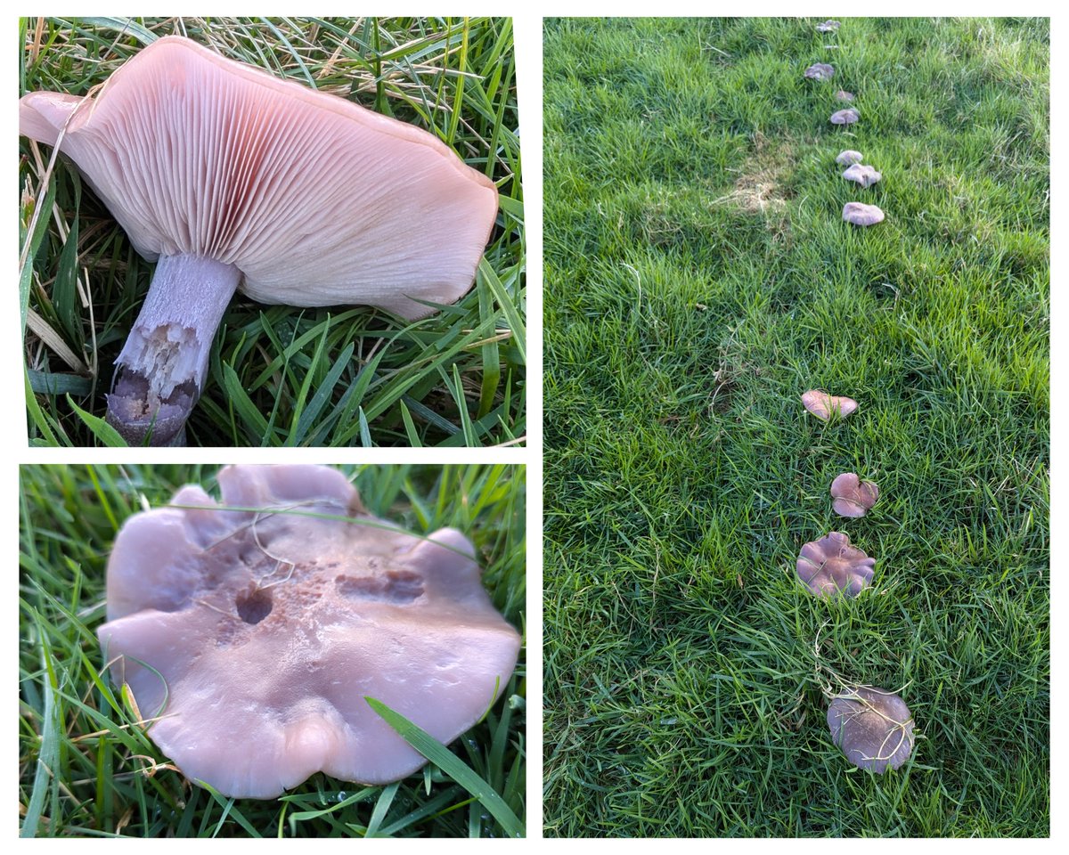 Growing in an almost straight row. 19 counted in my meadow just now.
Possibly Lepista sordida. Caps really solid/tough to touch.
#FungiFriday