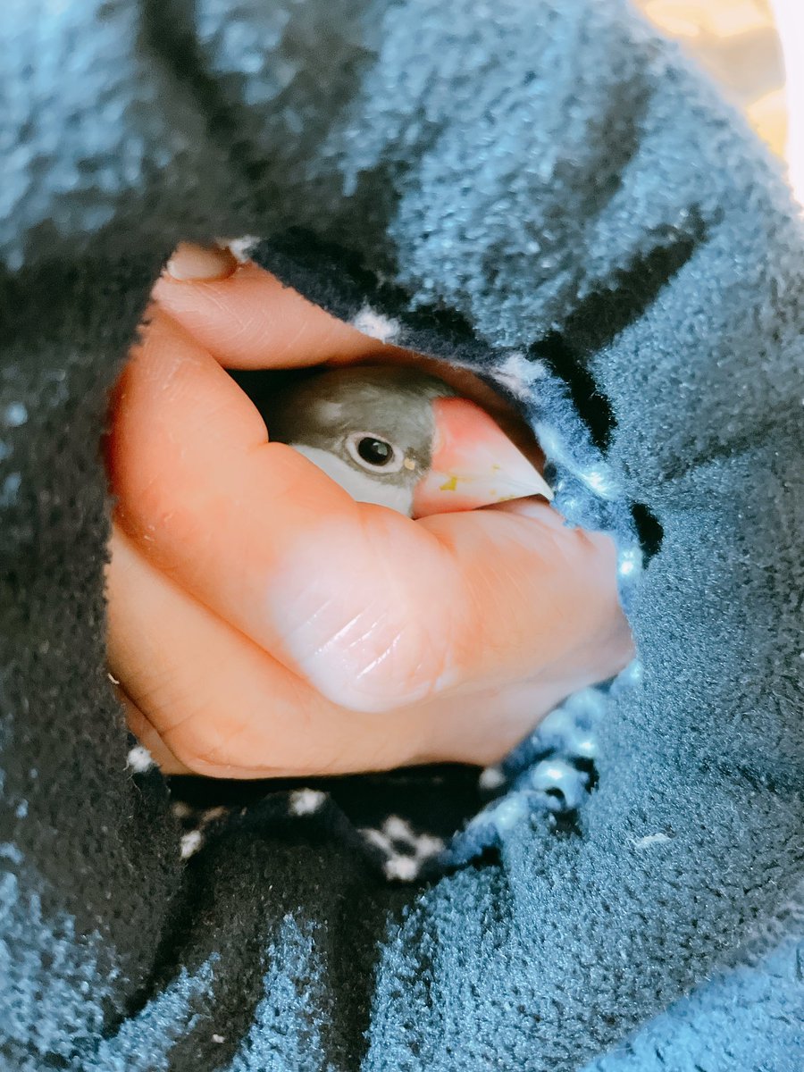 夜の、ぱすてるん🎵

#buncho