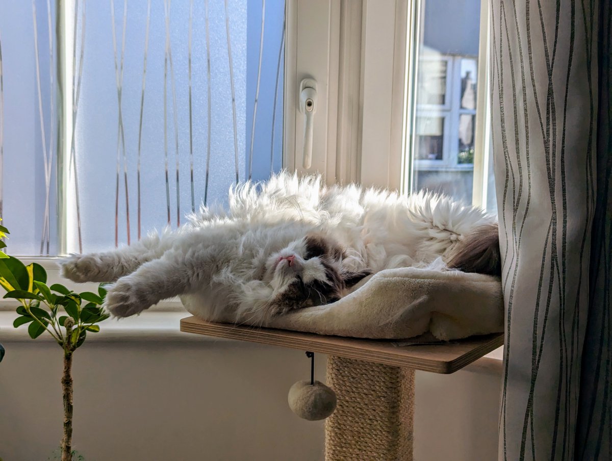 My cat's anatomy is so confusing