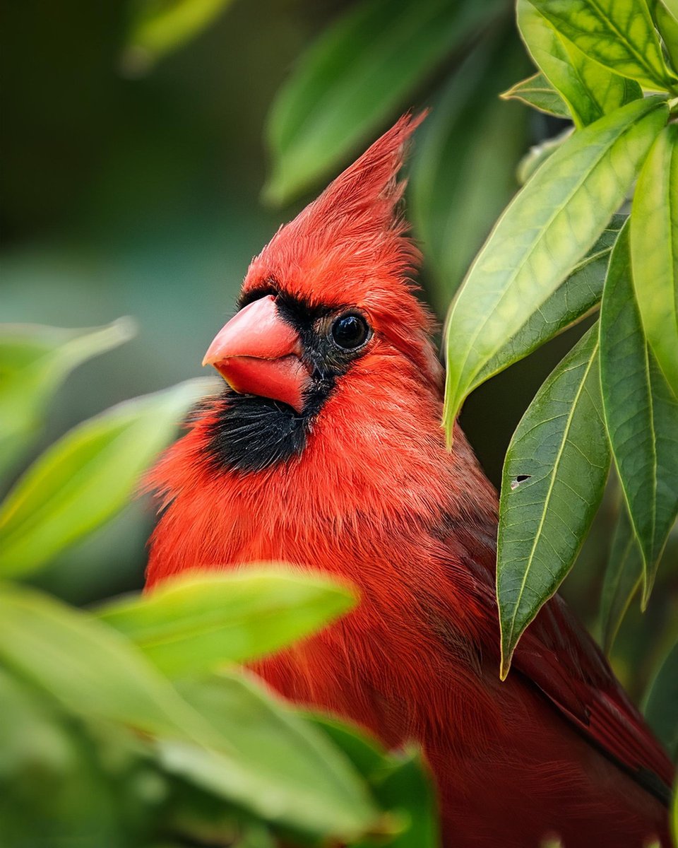 Cardinal Whispers tweet media