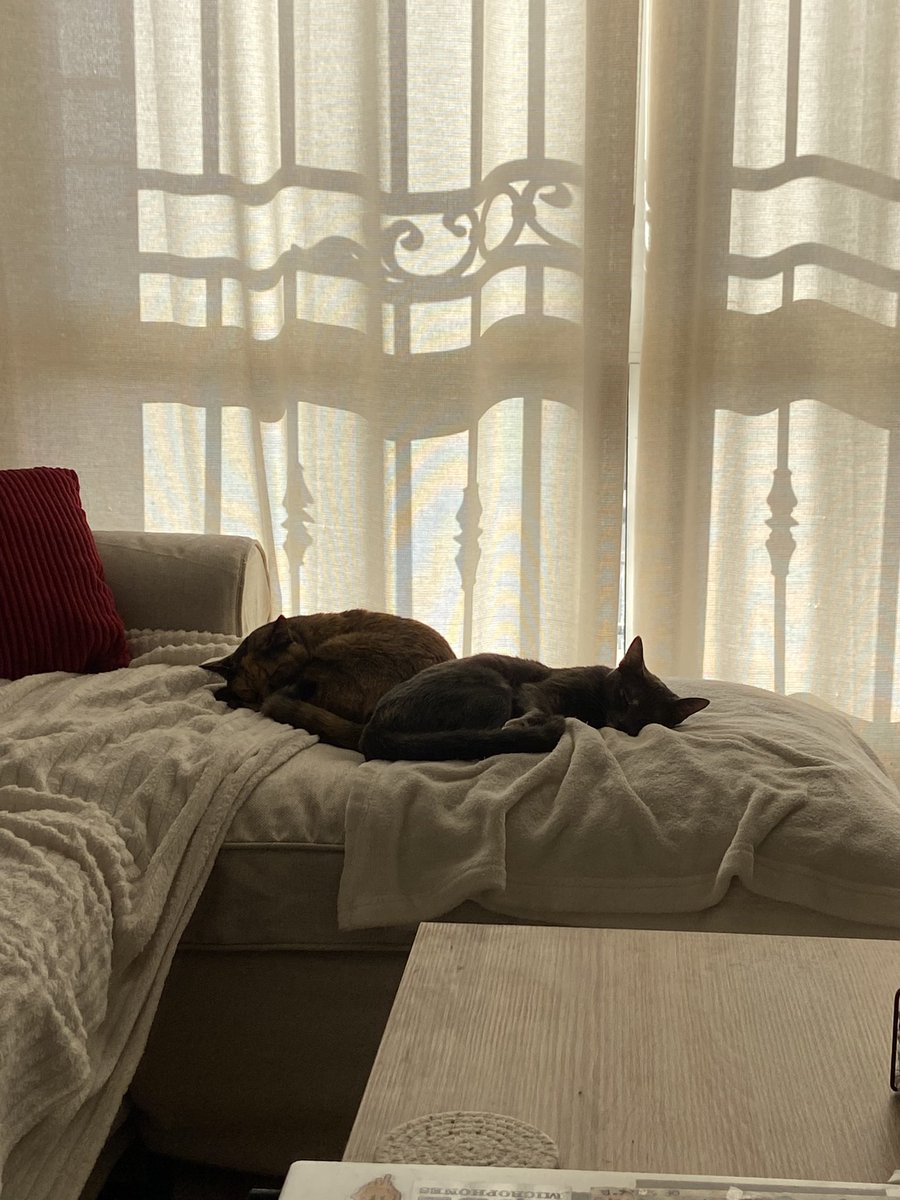 politicstrash's tweet photo. que bonitas están y que paz se respira en la casa cuando están durmiendo por favor no hagáis ningún movimiento no se vayan a despertar https://t.co/0Hrd0gFJ4c