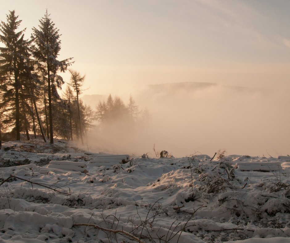 Traceless11142's tweet photo. The recent snowfall has been a stark reminder of how harsh weather can challenge young trees, testing their resilience just when they’re most vulnerable. Add wildlife threats to the mix, and it’s clear that saplings need extra support to thrive. 🌨️🌳

#SustainableForestry https://t.co/cbilj1n3rR