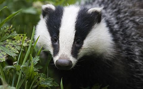 HourlyBadgers's tweet image. [🔗](api.tinyfox.dev/hourly/badger/…)