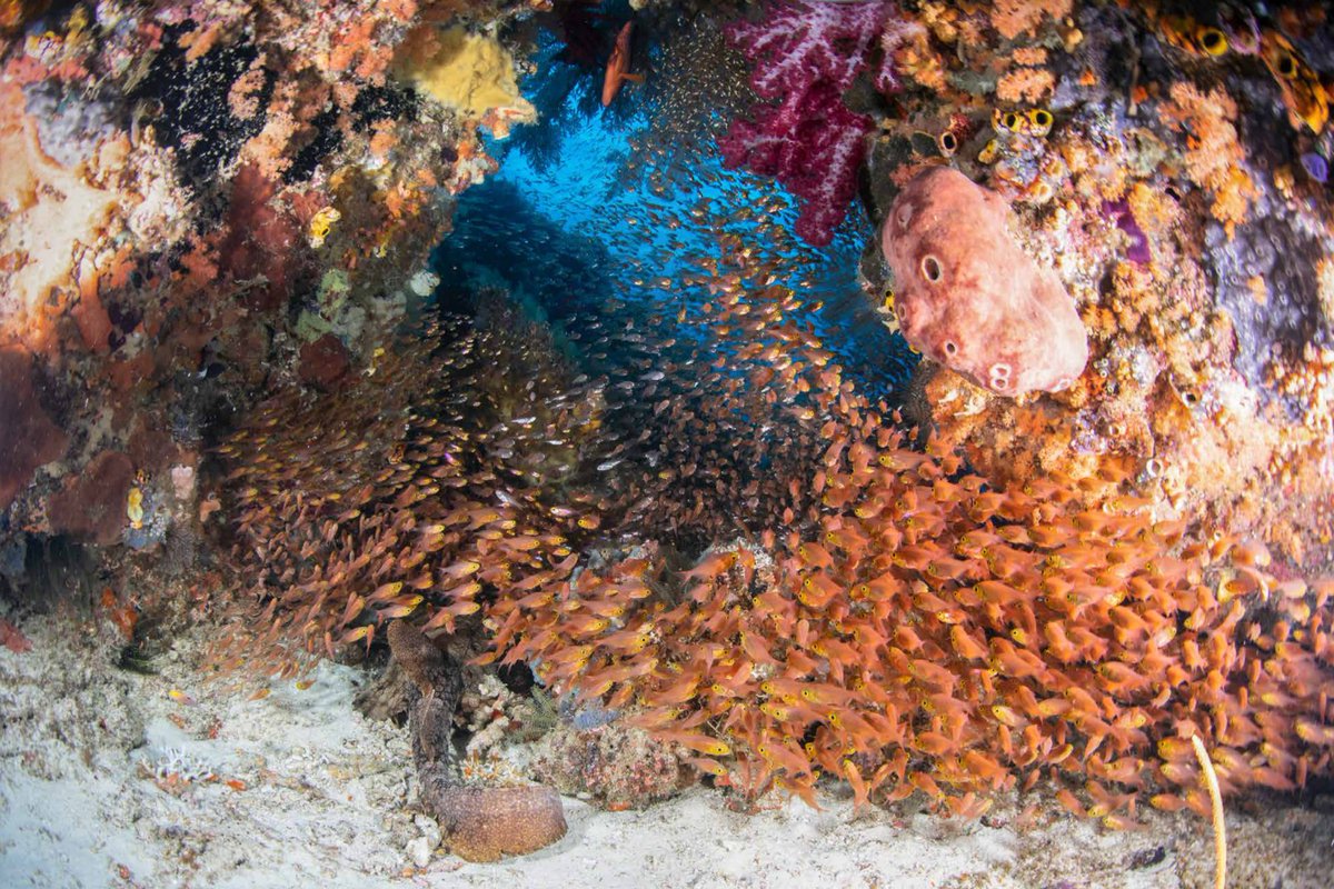 All the colours of the rainbow! 🌈🪸
 
Raja Ampat, “the last paradise”, is located in West Papua, one of the 2 most biodiverse underwater places around the globe. Where every single exploration is in technicolor, every sight a gift.