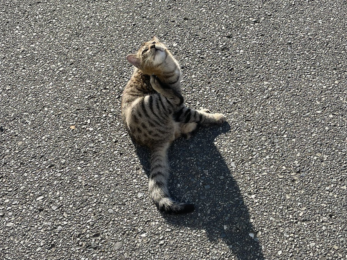 今日も1日お疲れ様でした。明日早く起きれたら釣りに行こうかな🎣それではお休みなさい🌙画像は車で真横に止まっても微動だにしない猫

#おやすみ