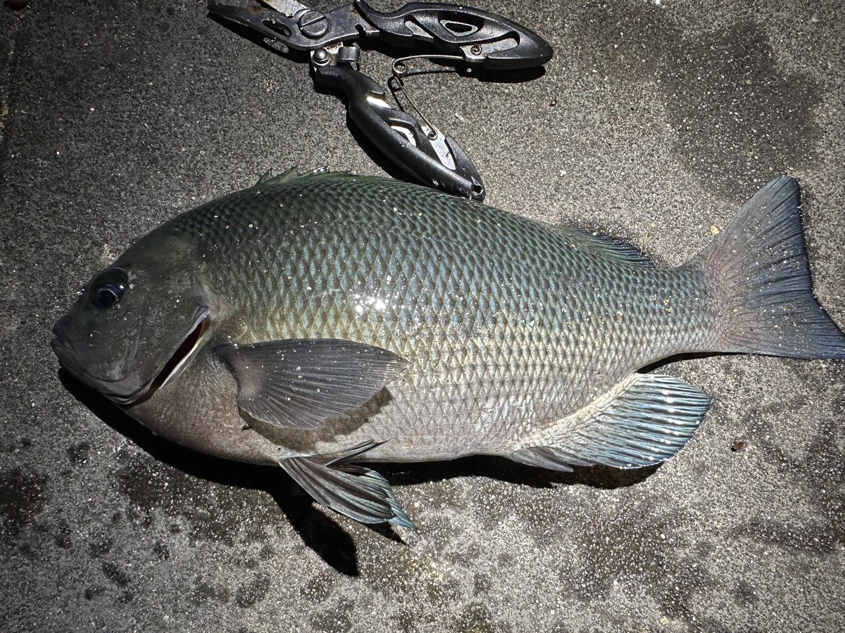 SABORNtoDAI's tweet photo. 久しぶりの電気ウキ釣り
毎投アタリあってイソメ300円分しか持って来なかった事を後悔
ほぼリリースサイズでいっぱいでしたが、ええサイズも釣れてめちゃ楽しめました！
急な冷え込みが原因なのか？ヤエンは1度もアタリありませんでした〜 https://t.co/E3D8gdWP2D