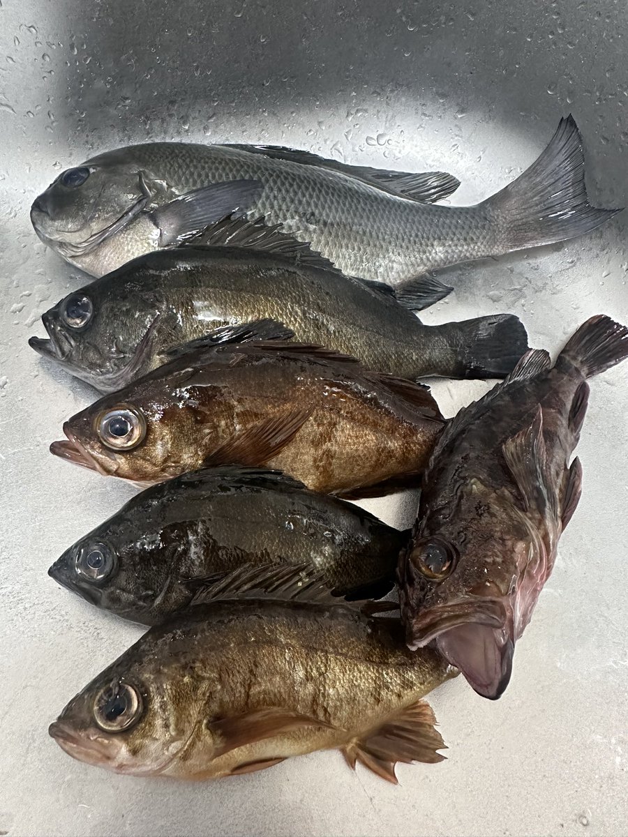 SABORNtoDAI's tweet photo. 久しぶりの電気ウキ釣り
毎投アタリあってイソメ300円分しか持って来なかった事を後悔
ほぼリリースサイズでいっぱいでしたが、ええサイズも釣れてめちゃ楽しめました！
急な冷え込みが原因なのか？ヤエンは1度もアタリありませんでした〜 https://t.co/E3D8gdWP2D