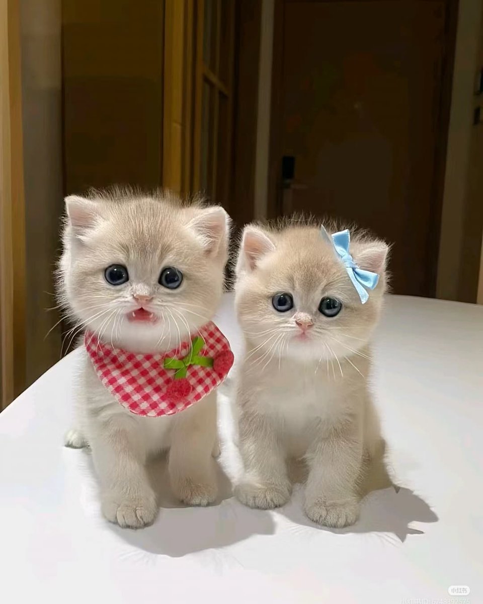 smol silly cat tweet media
