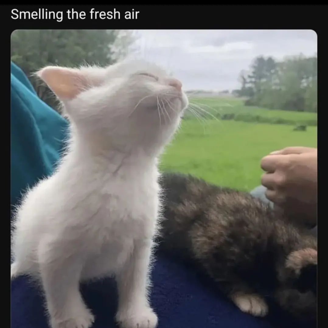 Catsillyness's tweet photo. Remember to get some fresh air https://t.co/KheQoZViTP