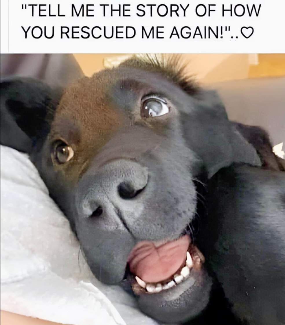 𝕏 Dogs (@_xdogs) on Twitter photo 