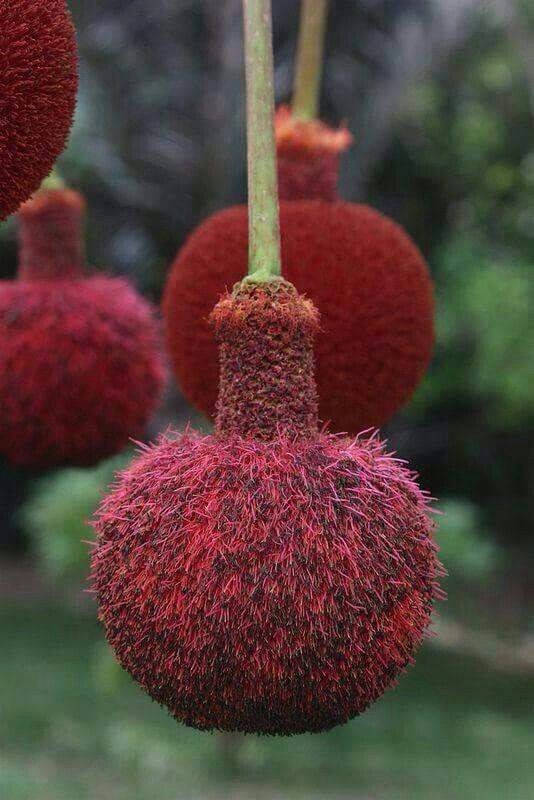 Untamedpath's tweet photo. "The vibrant, velvety red flowers of the African Locust Bean tree (Parkia biglobosa) dangle like exotic ornaments, a testament to nature's artistry." #ParkiaBiglobosa #AfricanLocustBean #Néré #NaturePhotography #FloralWonder #VelvetRed #TreeOfLife #AfricanFlora https://t.co/bOEIsuquHN
