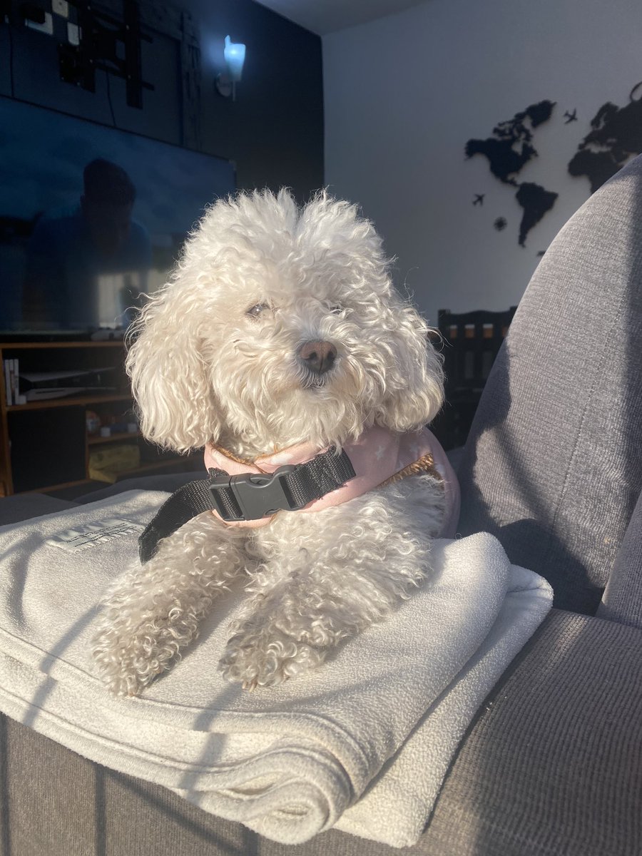 simogra's tweet image. Tomando un poco de sol mi bella DONA #nadiedicenada