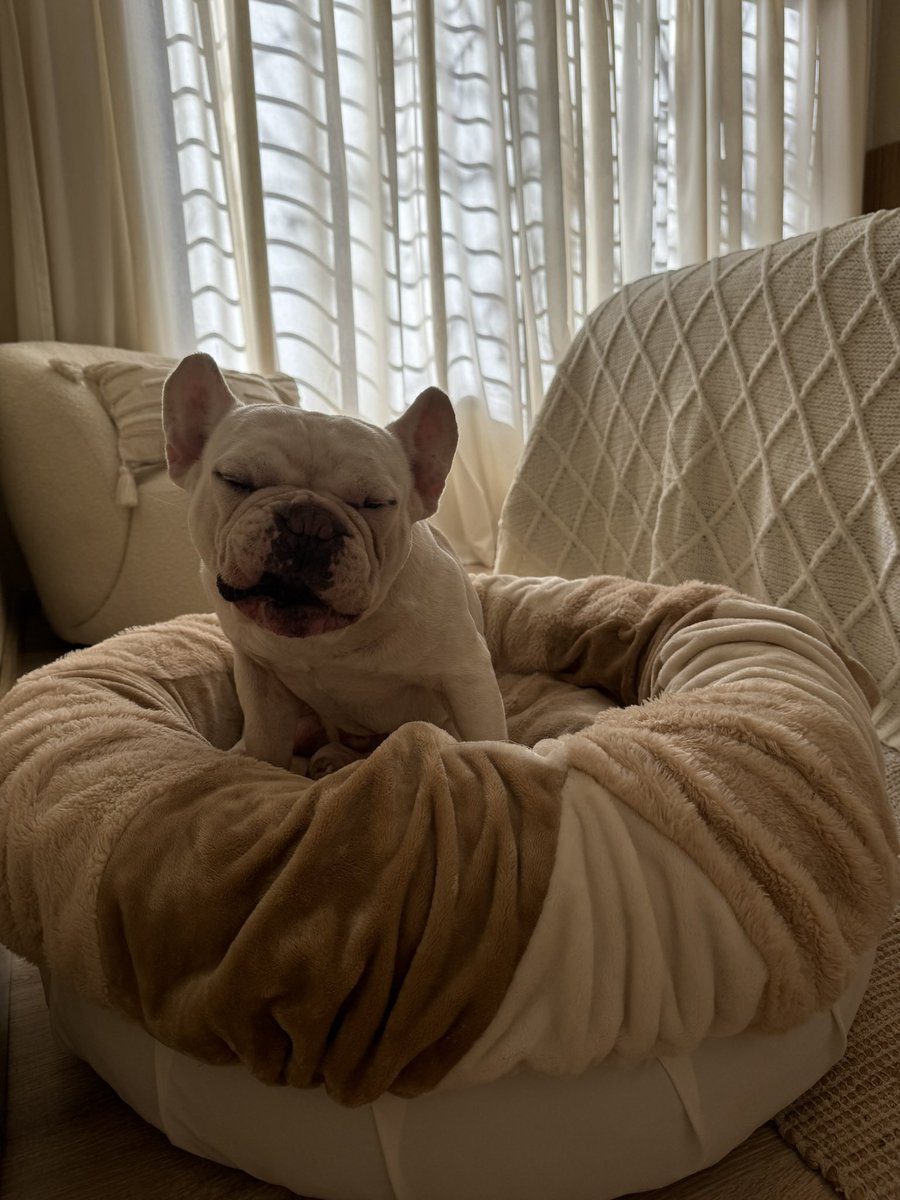 Valuchisebas's tweet photo. #nadiedicenada hola! Soy Bauti! Tengo un emprendimiento de camas para perritos do les paso mi chivo! Puffy.ok https://t.co/x7ggrdQ5At
