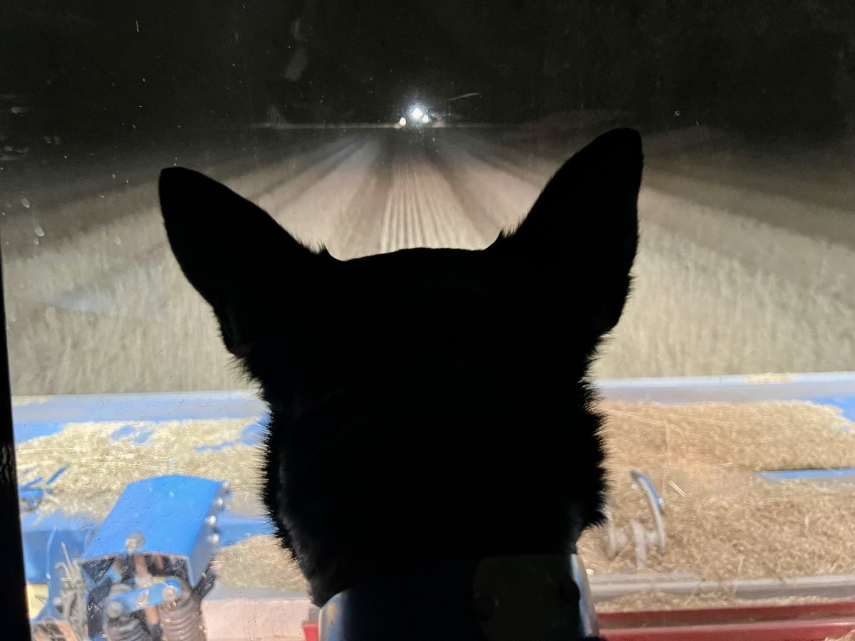 Harvest 2024 is done! 🙌🏻 

One to remember that’s for sure…..

Fingers crossed next year is a better one to remember!

#harvest2024 #bindiboo #wheat #caseih #shelbournereynolds #zerotill #sustainableagriculture #regenerativeagriculture #southaustralia #ausag #grateful