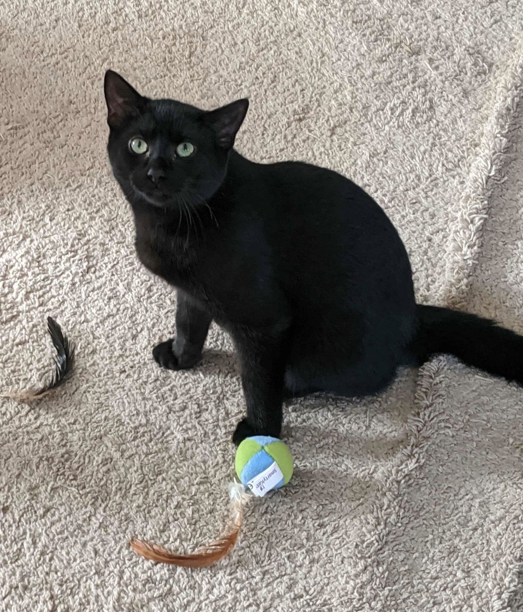 BOLO! Ned is a 5 month old intact male kitten who is escaped his home on Baystate Rd, Tewksbury, just prior to his neuter. He is friendly but scared of loud noises. If seen please call 978-429-5861 or 978-215-9639