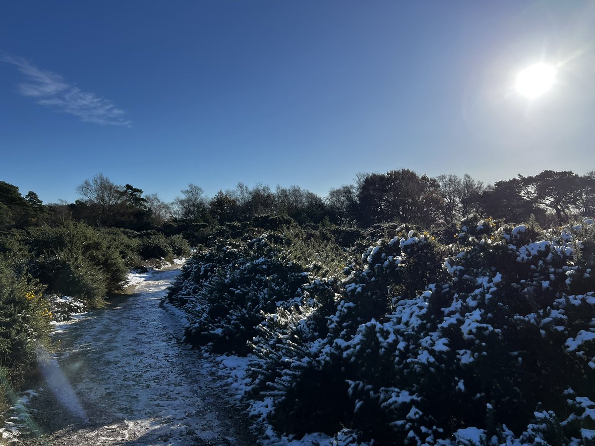 Wonderful snow here in the New Forest #newforest #snow #hampshire