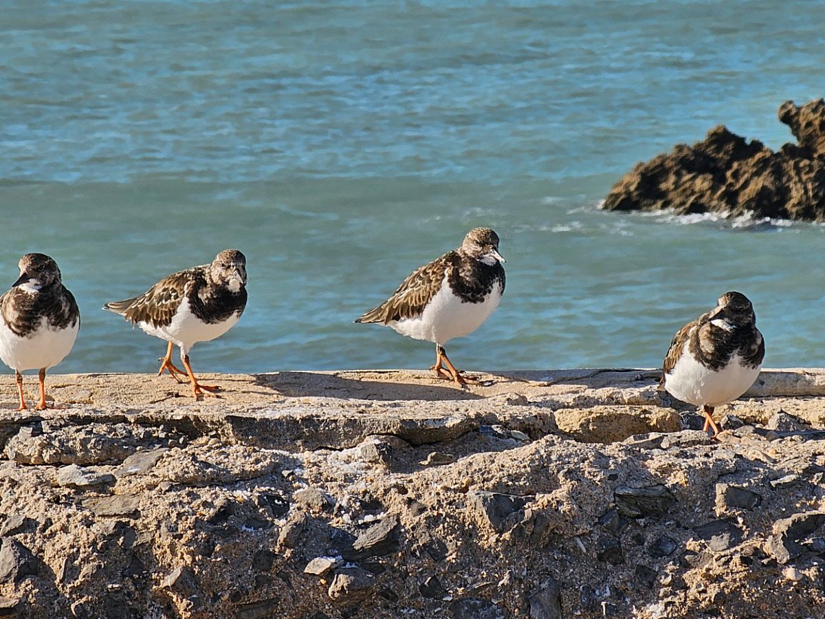 mta-lace.bsky.social tweet media