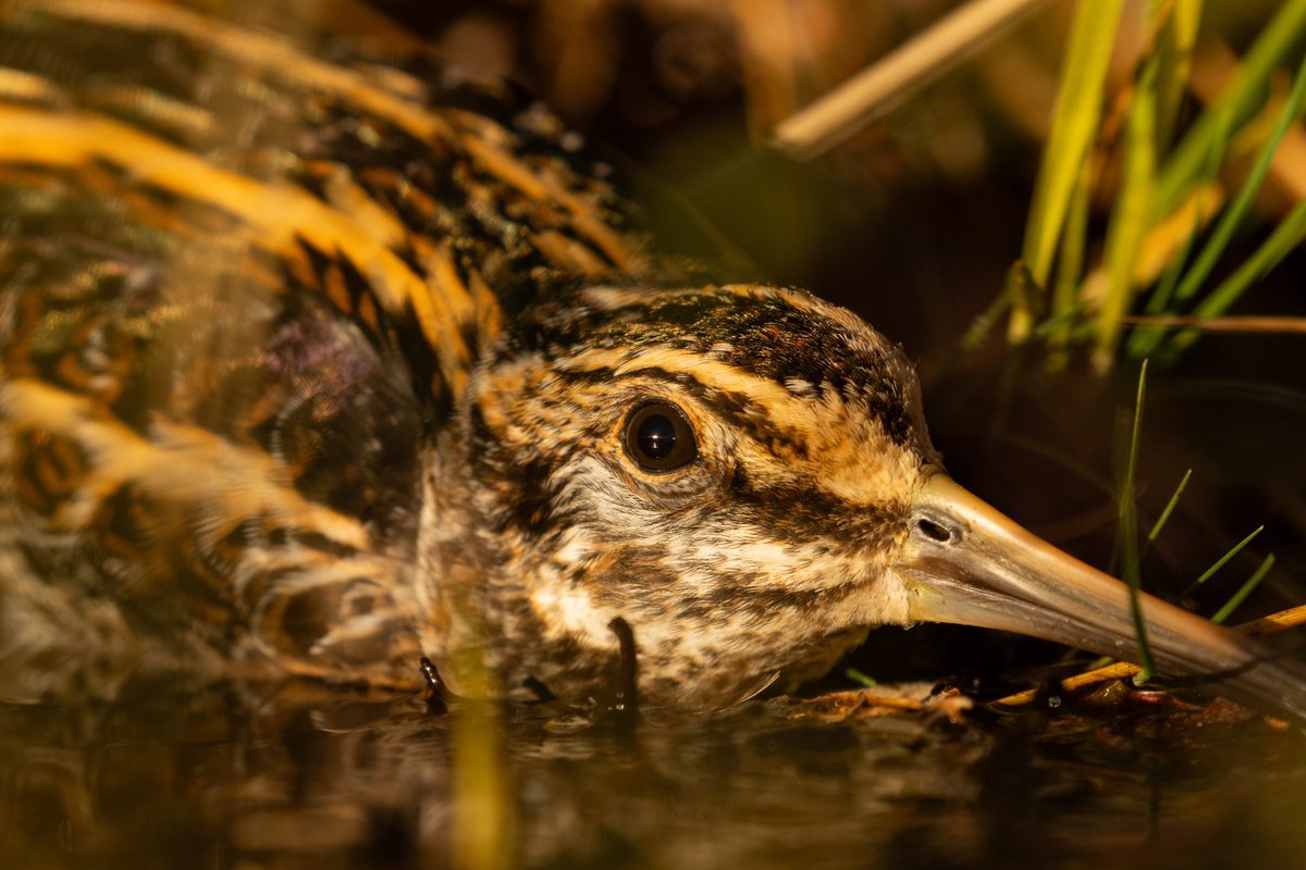 Joebirding's tweet photo. Jack snipe in nidderdale recently and it’s fair to say they are showing very well! 
@nybirdnews @nidderdalenl @BirdGuides https://t.co/m6Z8xuIzPa