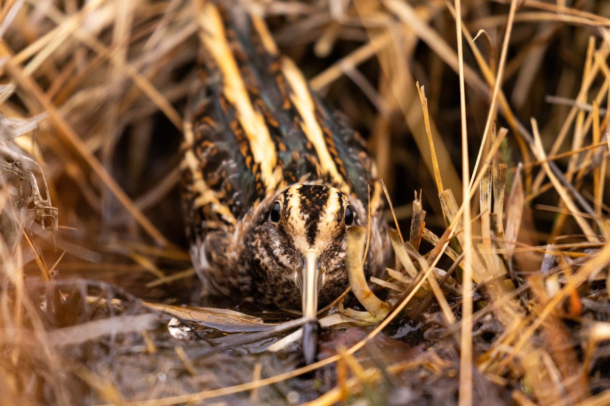Joe Fryer (@joebirding) on Twitter photo Jack snipe in nidderdale recently and it’s fair to say they are showing very well!
<a href="/nybirdnews/">NorthYorksBirdNews</a> @nidderdalenl <a href="/BirdGuides/">BirdGuides</a> Jack snipe in nidderdale recently and it’s fair to say they are showing very well!
<a href="/nybirdnews/">NorthYorksBirdNews</a> @nidderdalenl <a href="/BirdGuides/">BirdGuides</a>