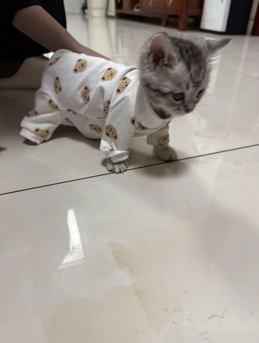 Punch Cat tweet media