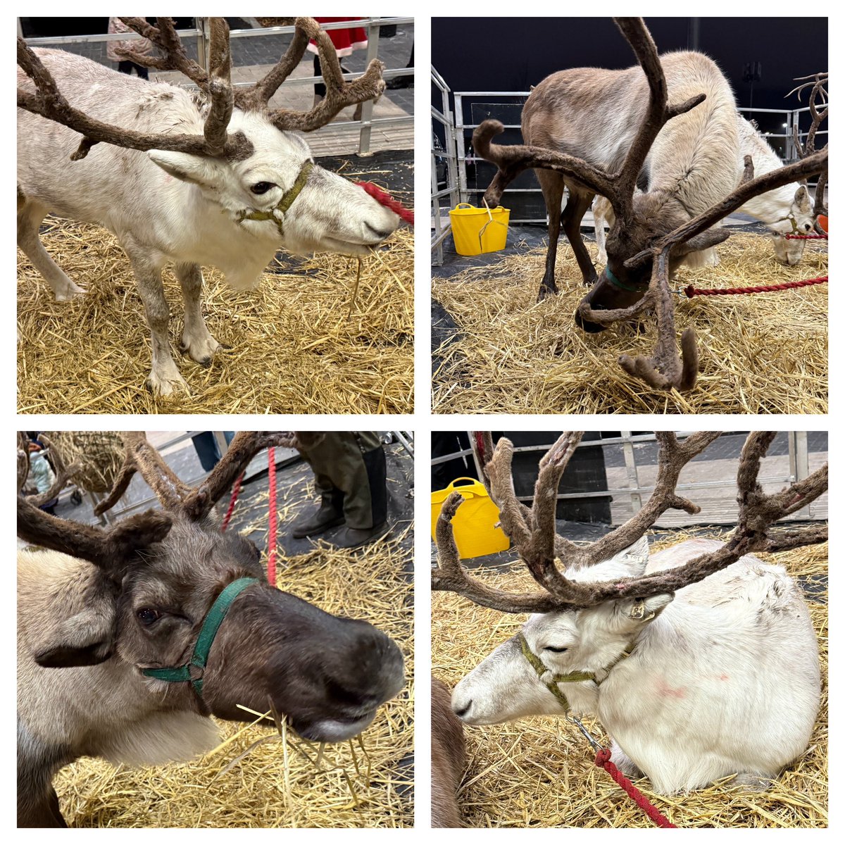 Stephen Welch 🐝 tweet media