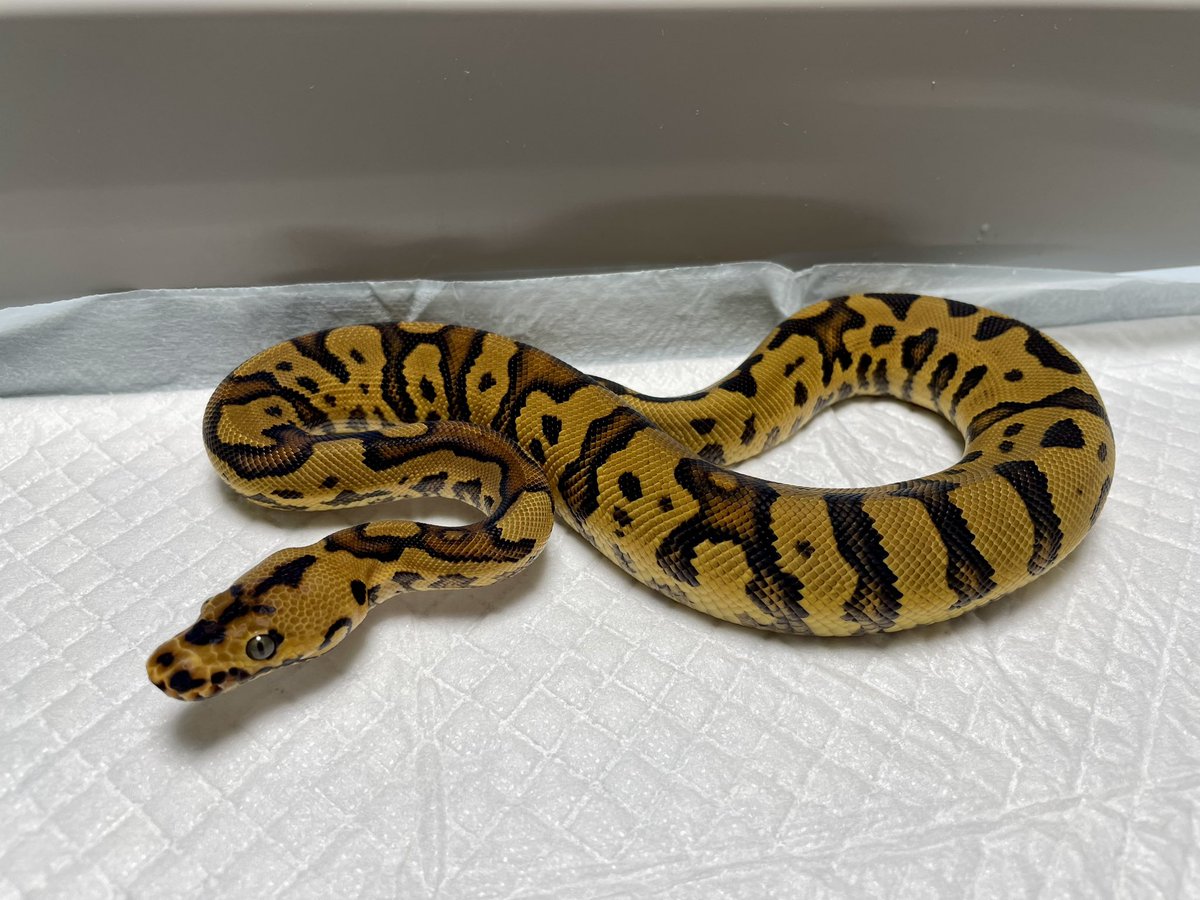 LCS0309's tweet photo. 今夜脱皮した男の子たち
自家CB  Enchi confusion yb clw
&amp;
Bp vpi het DG from @SHN_reptiles 
550gになっているけど、今季は使えないかな
#ボールパイソン 
#24cb 
#SHNreptiles 
#LilBalls https://t.co/9aanWV3wlr