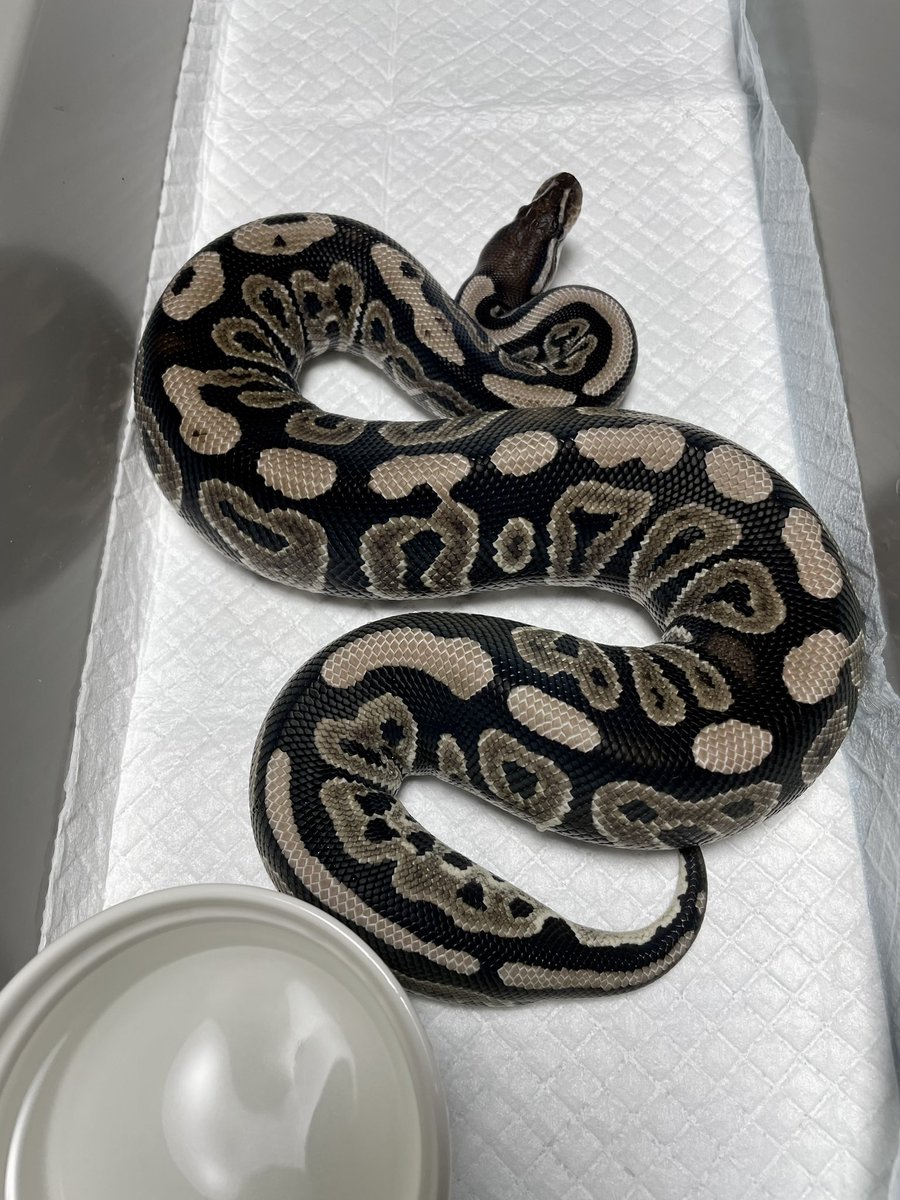 LCS0309's tweet photo. 今夜脱皮した男の子たち
自家CB  Enchi confusion yb clw
&amp;
Bp vpi het DG from @SHN_reptiles 
550gになっているけど、今季は使えないかな
#ボールパイソン 
#24cb 
#SHNreptiles 
#LilBalls https://t.co/9aanWV3wlr