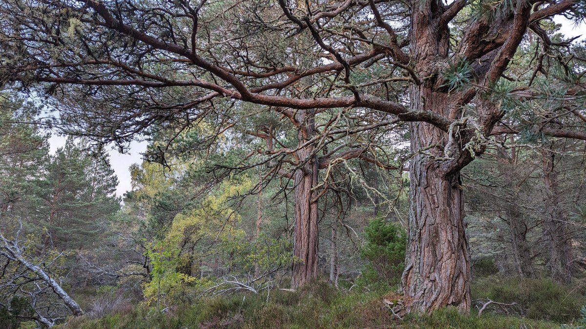 Scotland is home to internationally important temperate #rainforest &amp; valuable species-rich #grasslands🌲🌸

We need a comprehensive programme of ecosystem restoration, with new actions to amplify progress at pace, particularly for the above habitats🌄

2/4