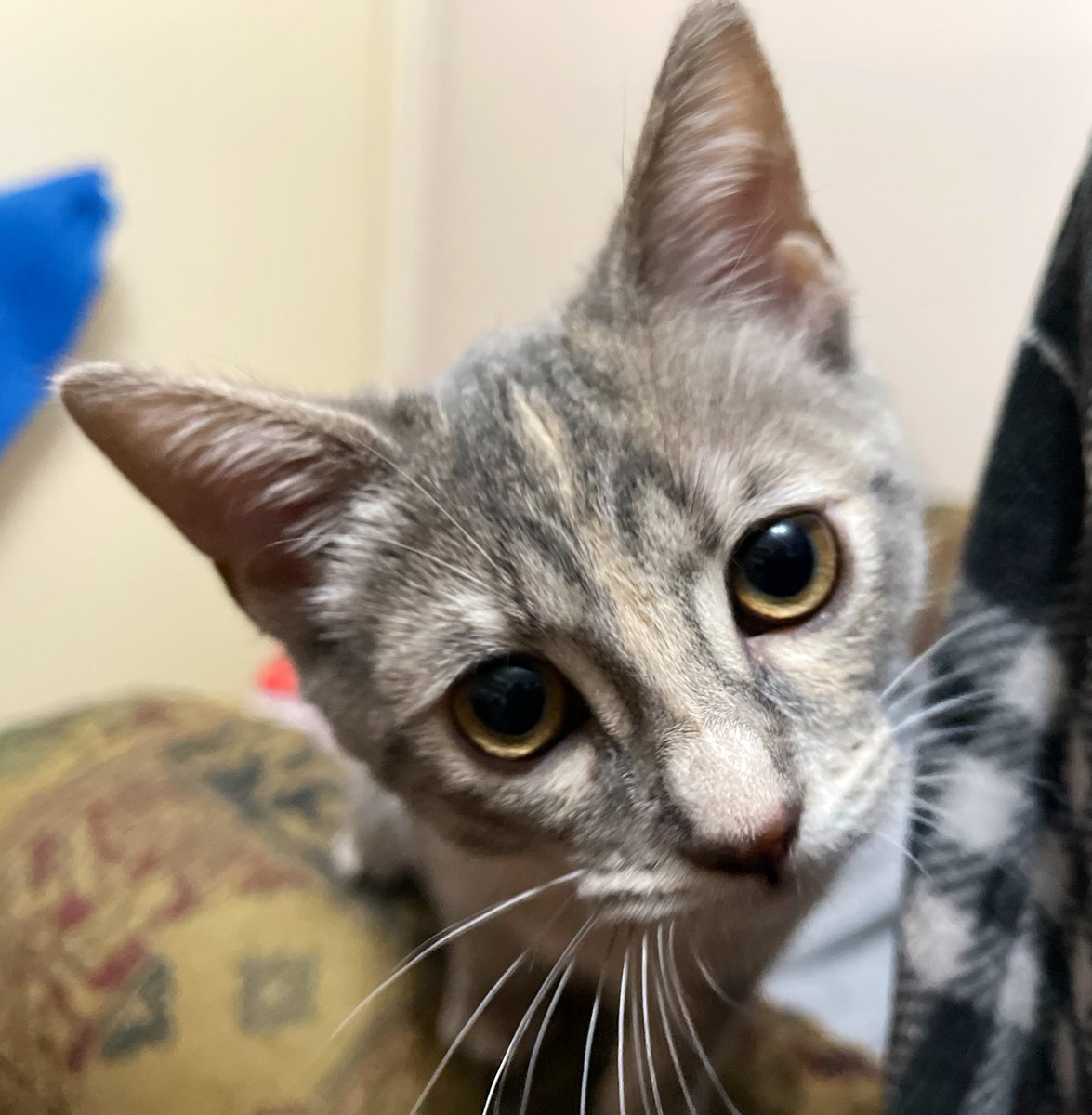 Hello #catsofx I am Maybelline! I am very excited to be hear! I was rescued from the streets, 1 month old, alone. Now I have Furever home, brother and sister, snuggly Mum! It’s so pawsome!!!! #AdoptDontShop