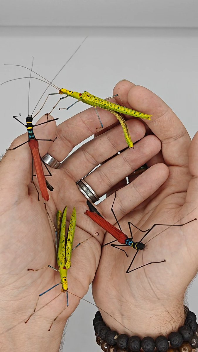 Aftellen maar! Van 14/12 t.e.m. 5/1 sta ik in het Arboretum Kalmthout met al mijn wandelende takken en bladeren! Het wordt een fantastische expo, dus kom zeker af! 

Meer info: arboretumkalmthout.be/kalender.maste…

#expo #wandelendetak #insect