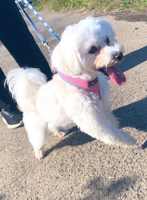 最近のかわいい犬です 