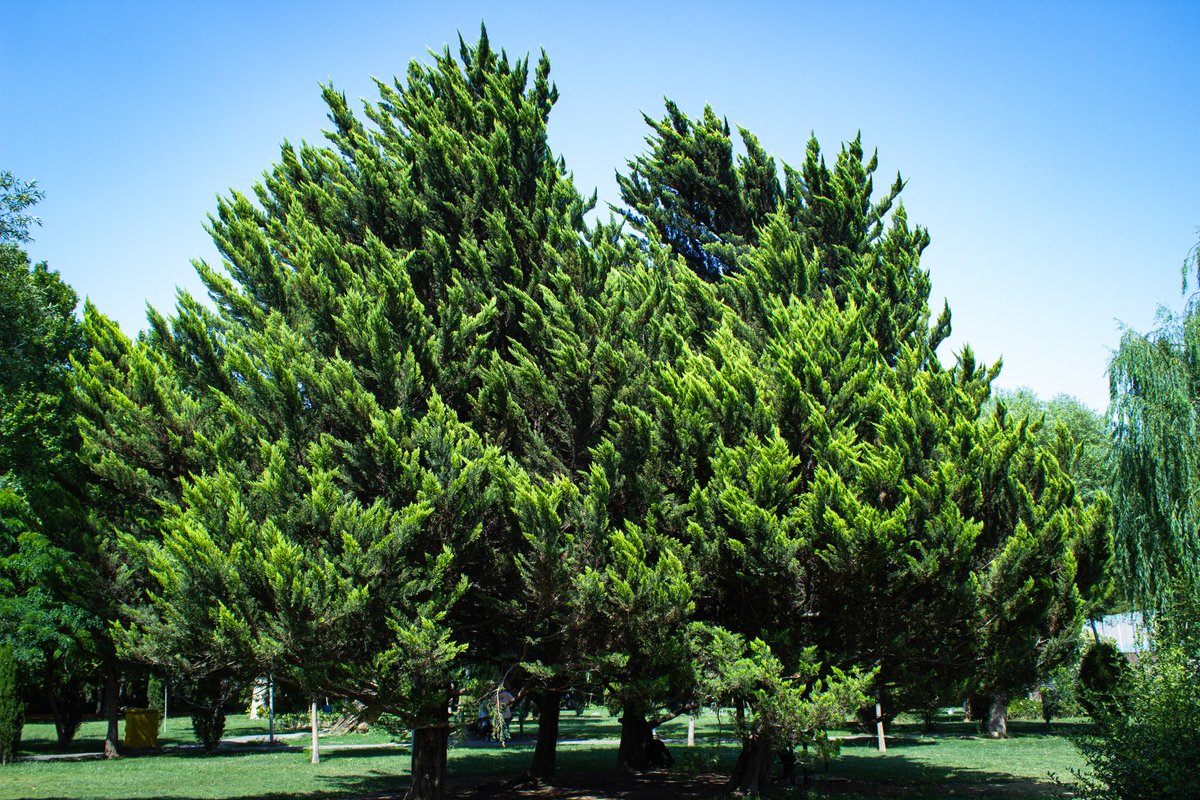 Elham_frame's tweet photo. برگهای جالب درخت
#treephoto #عکاسی_منظره https://t.co/lChvcqAEgG