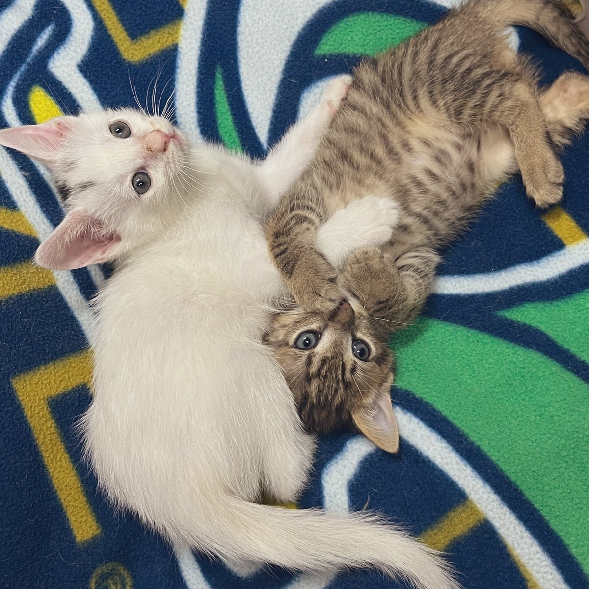 Foster_Fluff's tweet image. Sweet cuddles #Kittens #CatsOfTwitter #Spud #Eddie