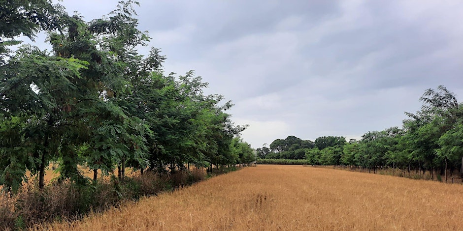 CCRI (@ccri_uk) on Twitter photo Yesterday we were joined by <a href="/MillieSCHood/">Amelia Hood</a> who gave a seminar entitled 'Co-producing educational and research priorities for UK agroforestry'
You can now watch on our YouTube channel ⤵️⤵️
youtu.be/20DM1Qd-iJU?si… Yesterday we were joined by <a href="/MillieSCHood/">Amelia Hood</a> who gave a seminar entitled 'Co-producing educational and research priorities for UK agroforestry'
You can now watch on our YouTube channel ⤵️⤵️
youtu.be/20DM1Qd-iJU?si…